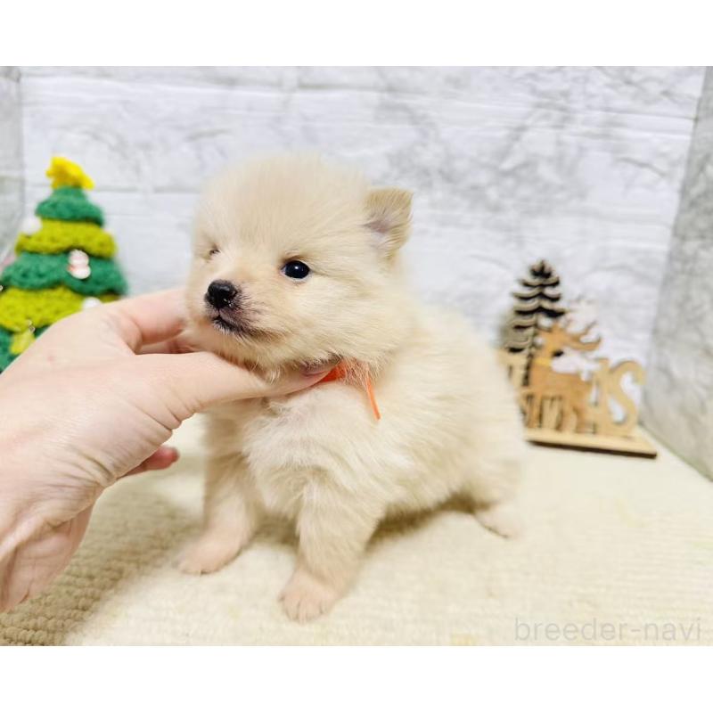 販売中の岐阜県のポメラニアン-434710の3枚目