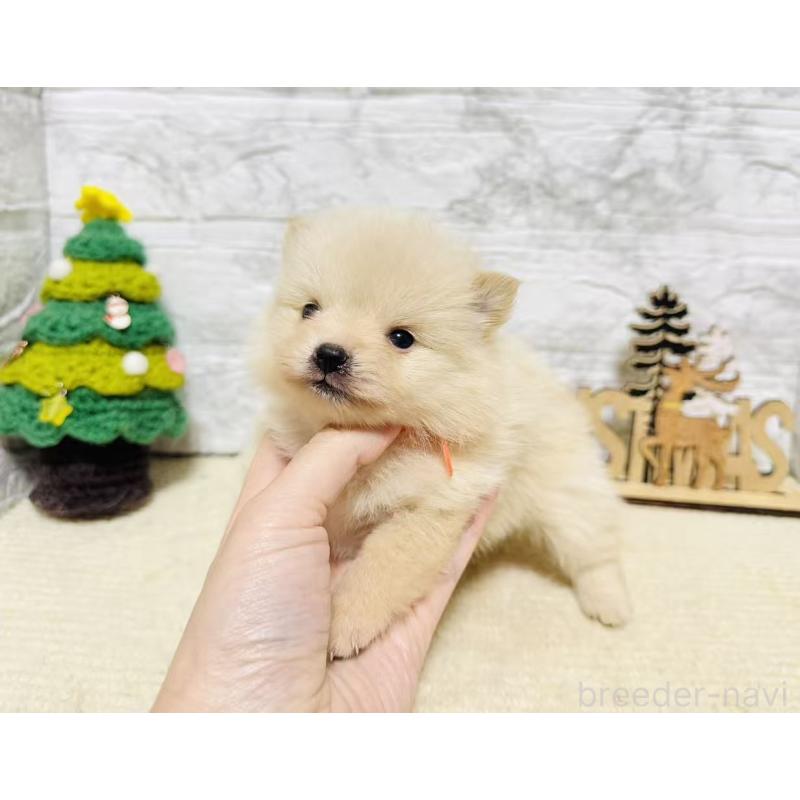 販売中の岐阜県のポメラニアン-434710の2枚目