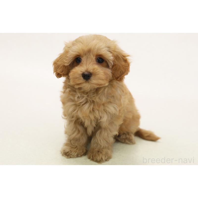 販売中の神奈川県のマルプー:マルチーズ×トイプードル-422149