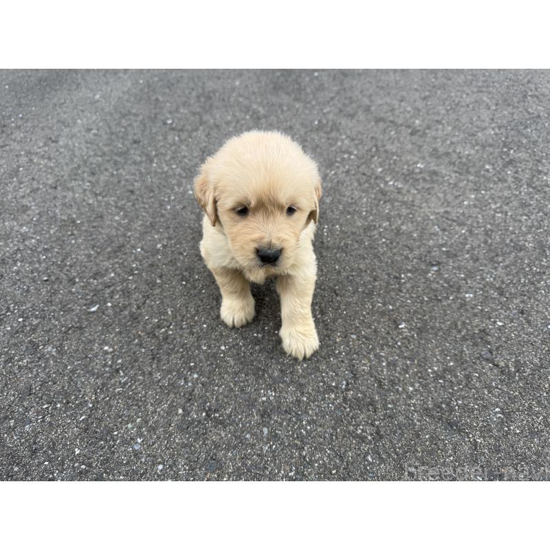 販売中の福岡県のゴールデンレトリーバー-434714の7枚目