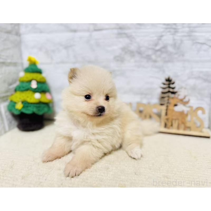 販売中の岐阜県のポメラニアン-434712の9枚目