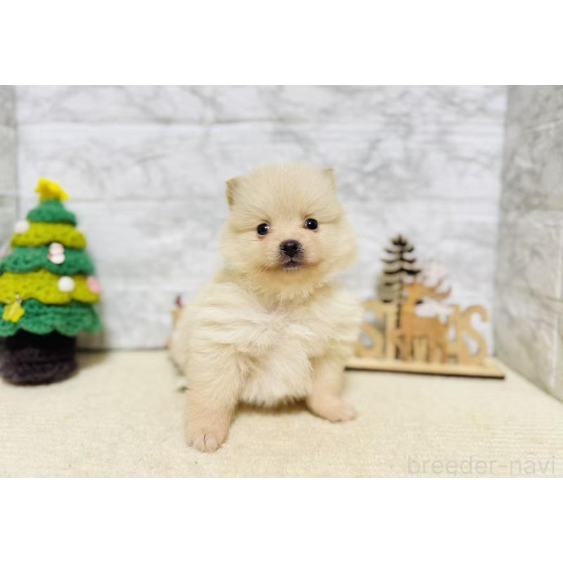 販売中の岐阜県のポメラニアン-434712の7枚目