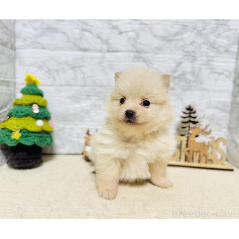 販売中の岐阜県のポメラニアン-434712の5枚目