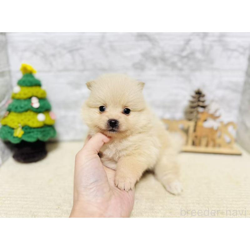 販売中の岐阜県のポメラニアン-434712の4枚目