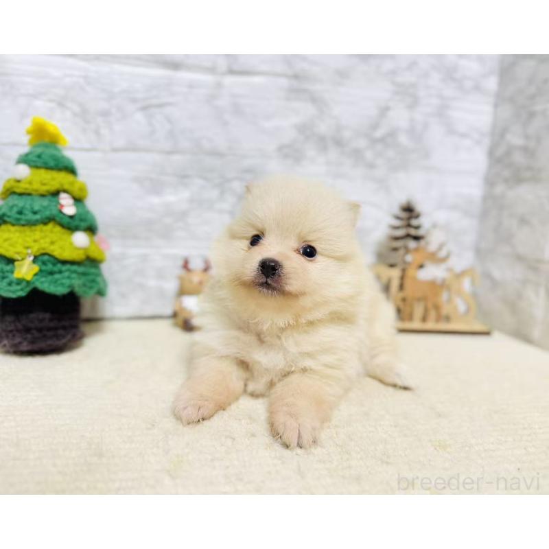 販売中の岐阜県のポメラニアン-434712の2枚目