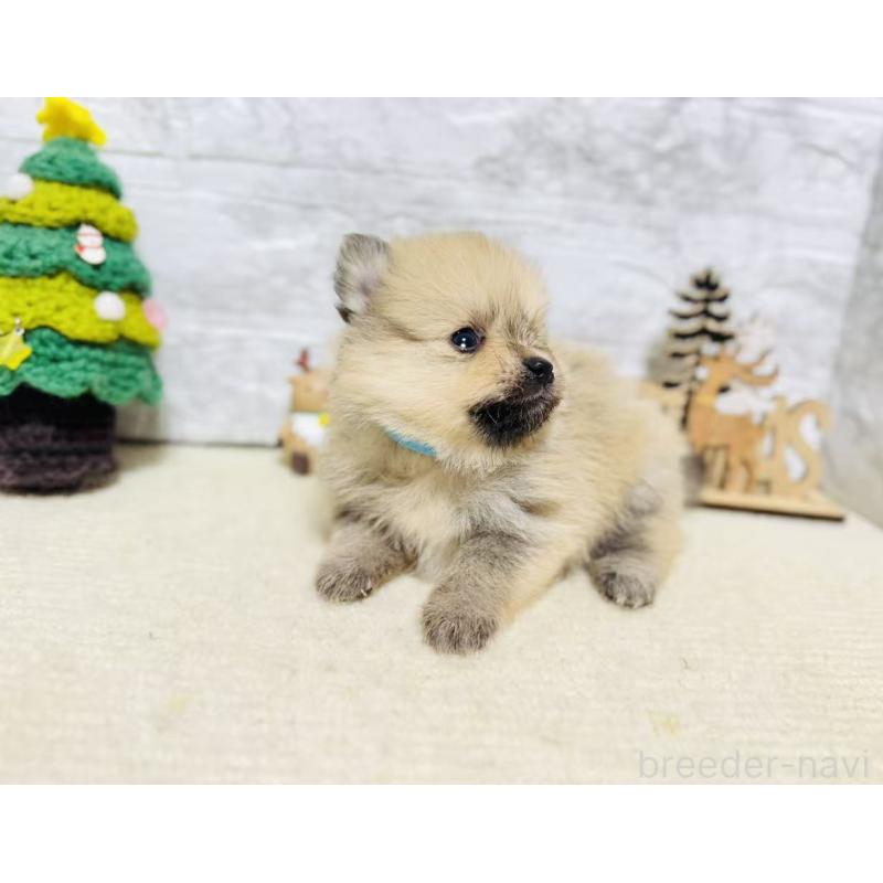 販売中の岐阜県のポメラニアン-434713の10枚目