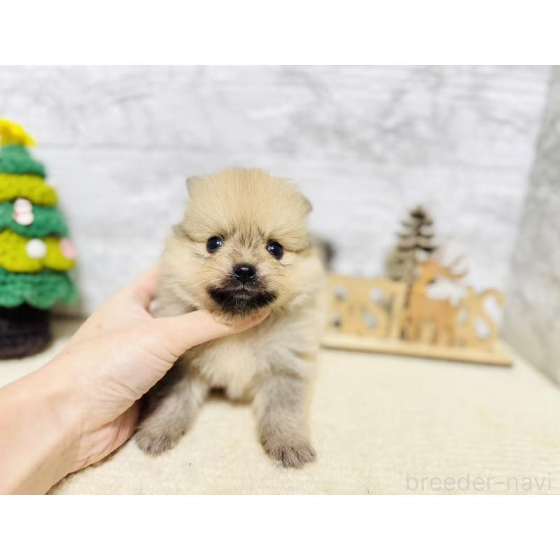 販売中の岐阜県のポメラニアン-434713の9枚目