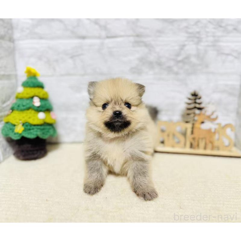 販売中の岐阜県のポメラニアン-434713の8枚目