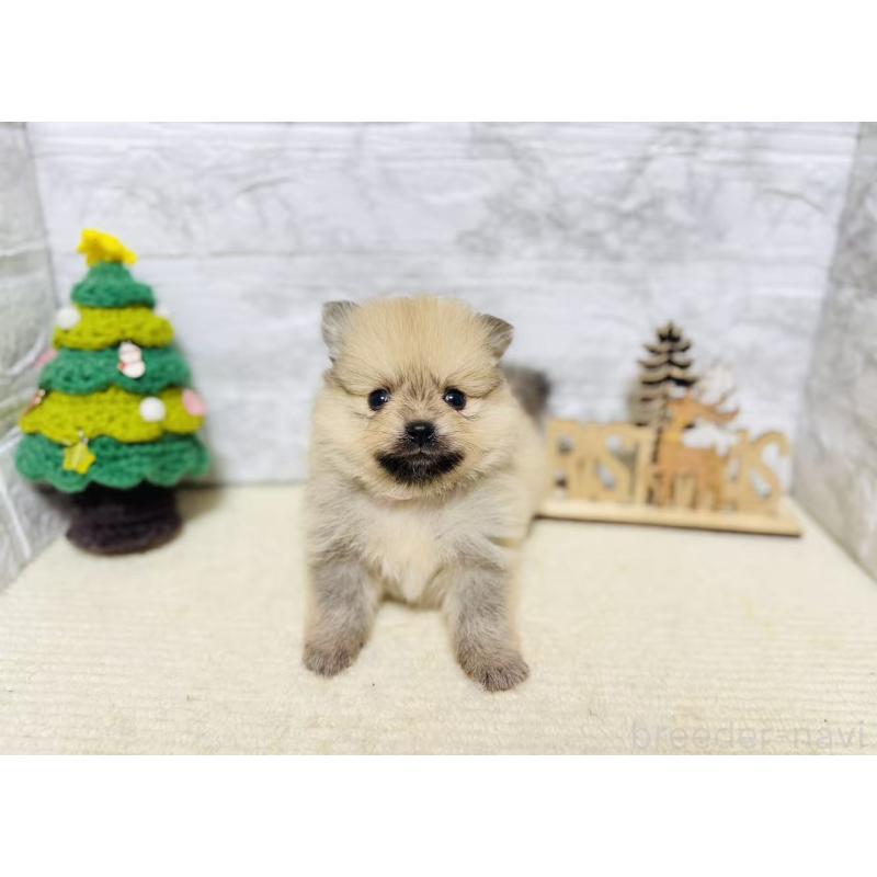 販売中の岐阜県のポメラニアン-434713の7枚目