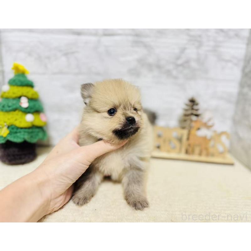 販売中の岐阜県のポメラニアン-434713の6枚目