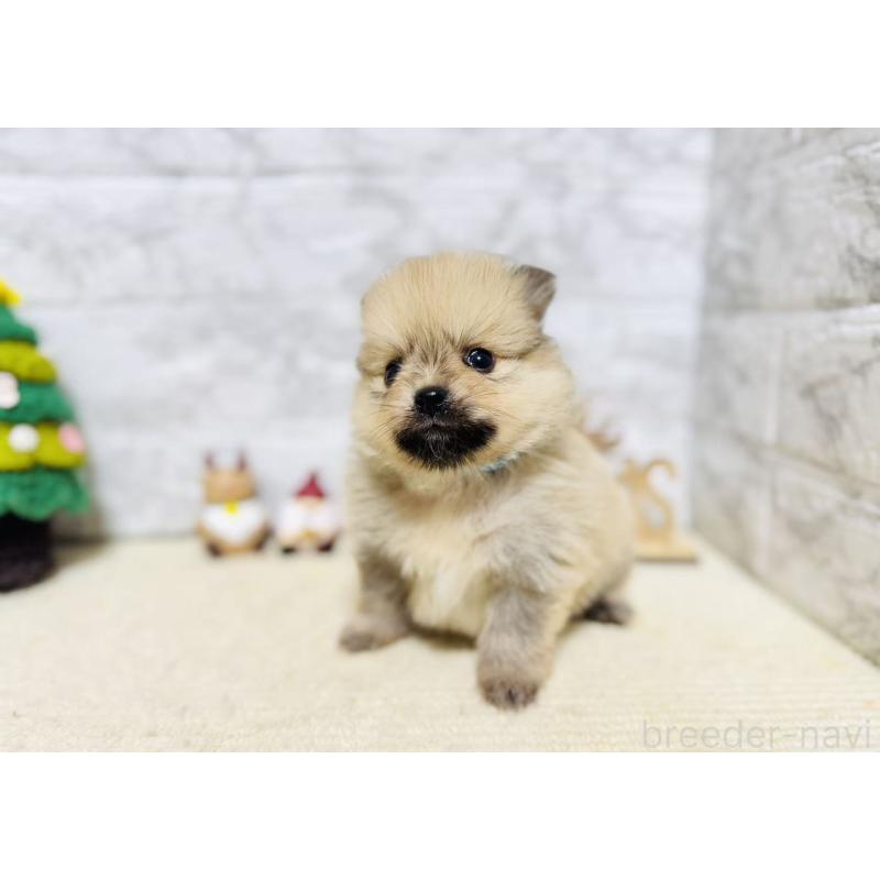 販売中の岐阜県のポメラニアン-434713の5枚目