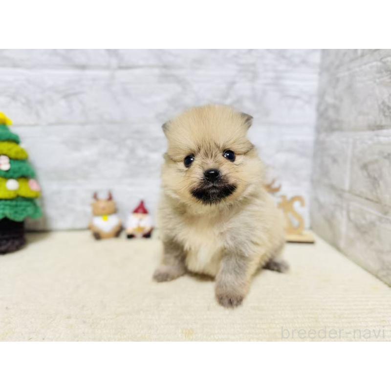販売中の岐阜県のポメラニアン-434713の4枚目