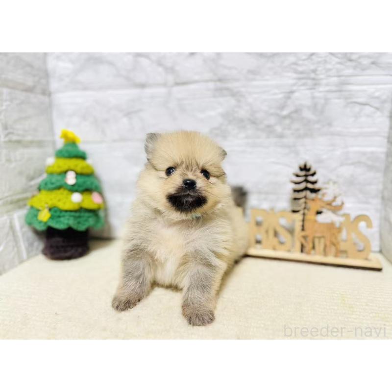 販売中の岐阜県のポメラニアン-434713の3枚目