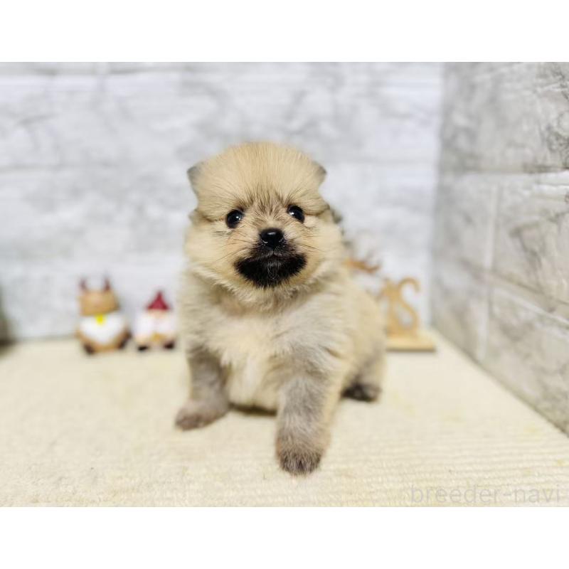 販売中の岐阜県のポメラニアン-434713の2枚目