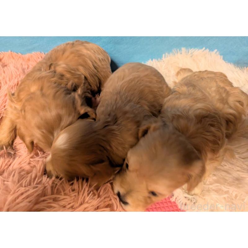 販売中の埼玉県のマルプー:マルチーズ×トイプードル-434716