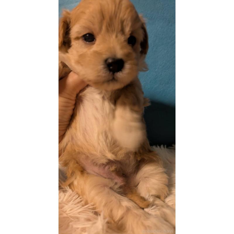 販売中の埼玉県のマルプー:マルチーズ×トイプードル-434716の3枚目