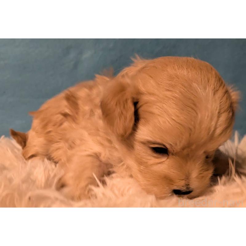 販売中の埼玉県のマルプー:マルチーズ×トイプードル-434716の2枚目