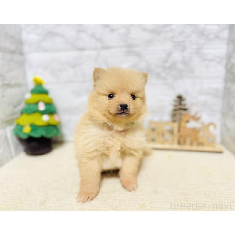 販売中の岐阜県のポメラニアン-434715の6枚目