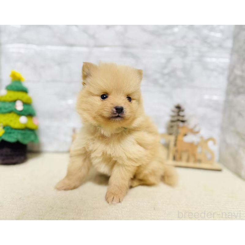 販売中の岐阜県のポメラニアン-434715の5枚目