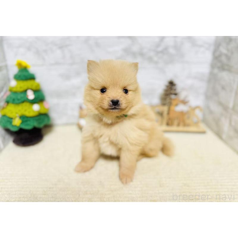 販売中の岐阜県のポメラニアン-434715の4枚目