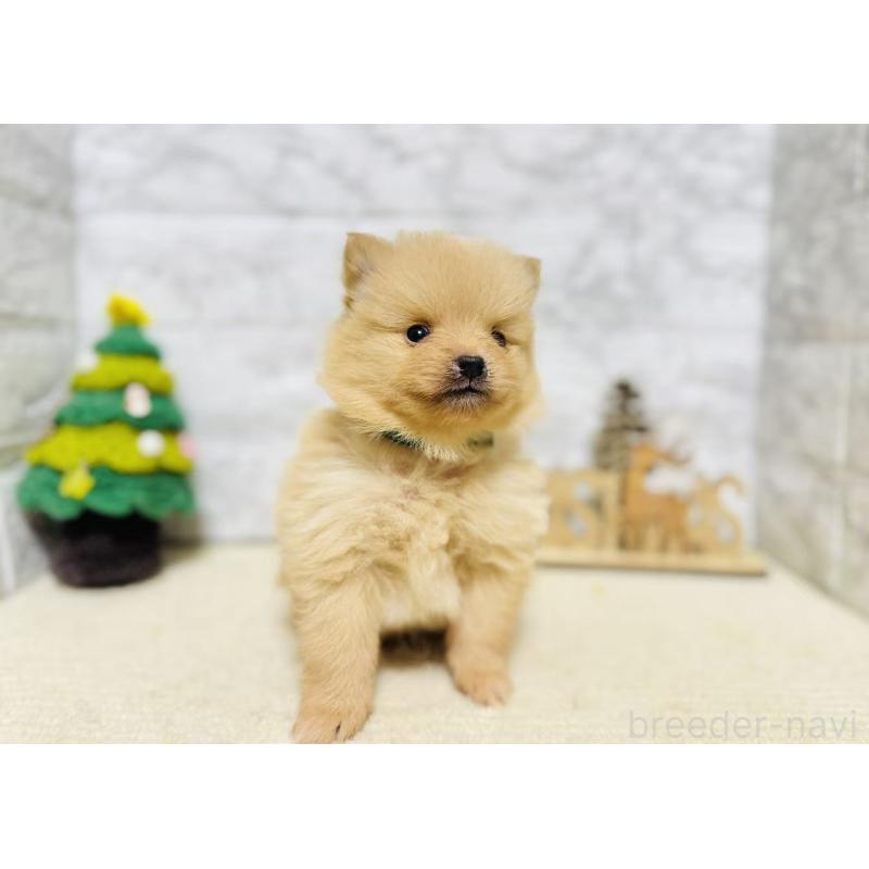 販売中の岐阜県のポメラニアン-434715の3枚目