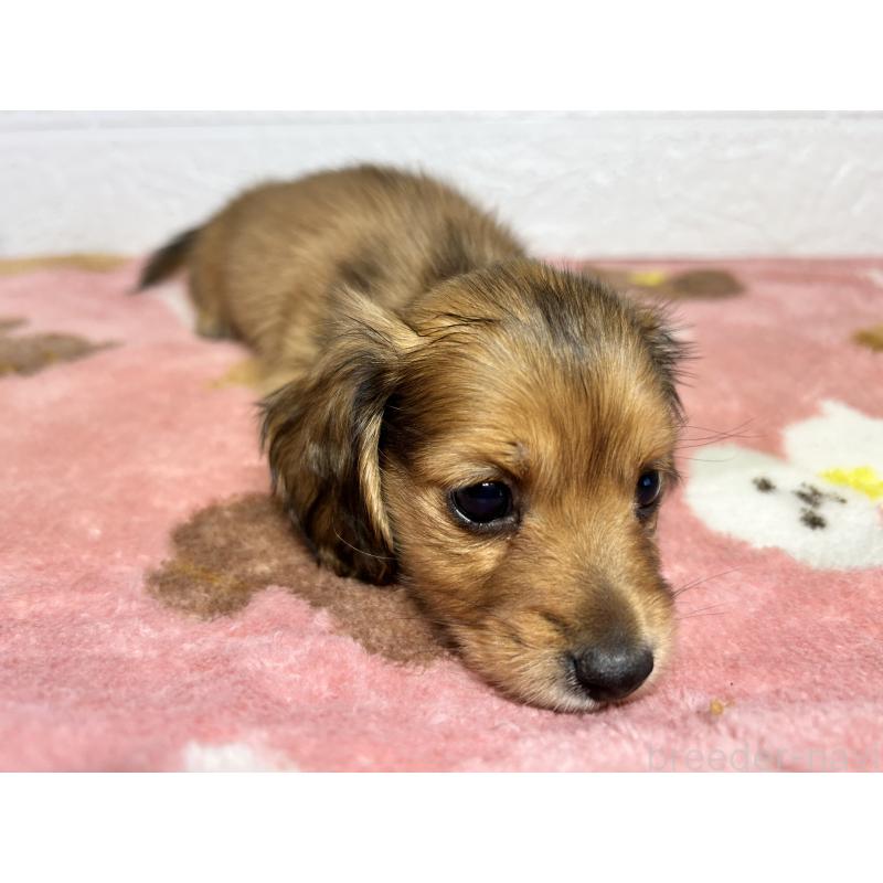 販売中の埼玉県のミニチュアダックスフンド(ロングヘアード)-434718の6枚目