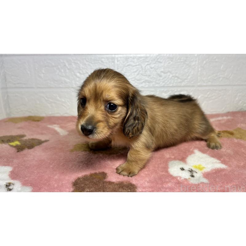 販売中の埼玉県のミニチュアダックスフンド(ロングヘアード)-434718の5枚目