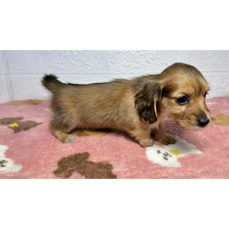 販売中の埼玉県のミニチュアダックスフンド(ロングヘアード)-434718の4枚目