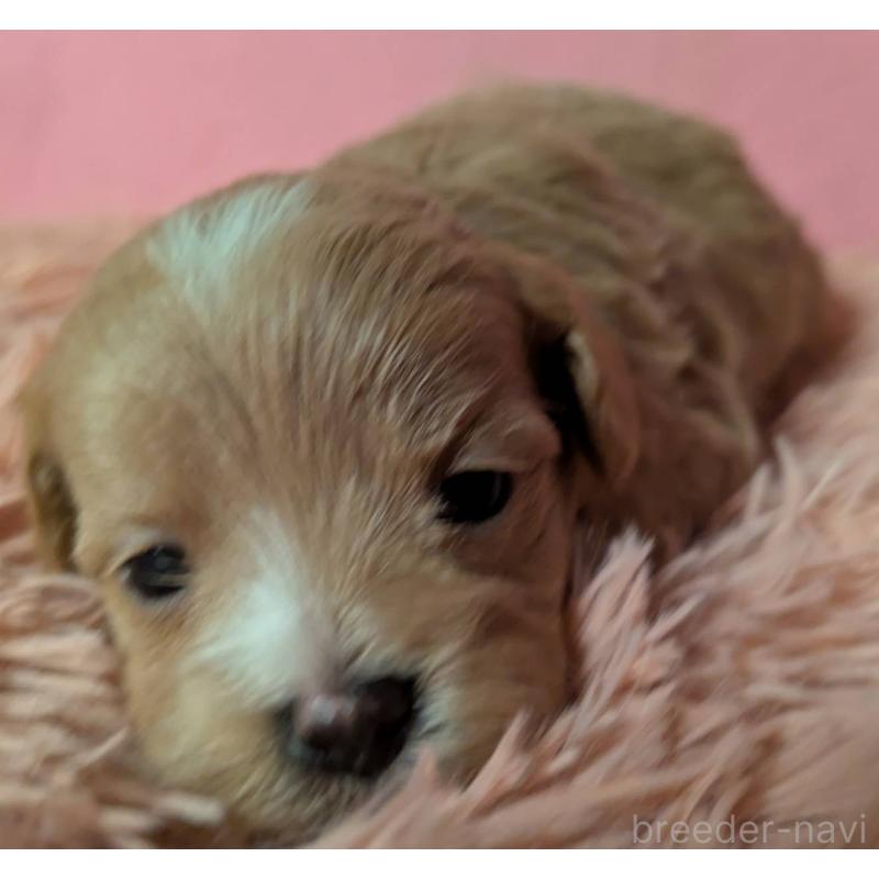 販売中の埼玉県のマルプー:マルチーズ×トイプードル-434721の9枚目