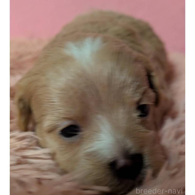 販売中の埼玉県のマルプー:マルチーズ×トイプードル-434721の8枚目