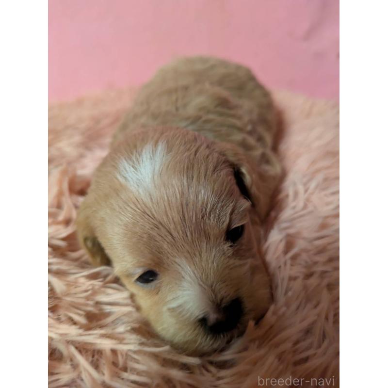 販売中の埼玉県のマルプー:マルチーズ×トイプードル-434721の7枚目