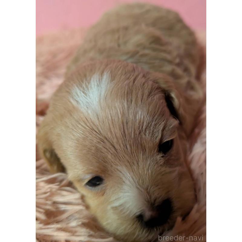 販売中の埼玉県のマルプー:マルチーズ×トイプードル-434721の6枚目