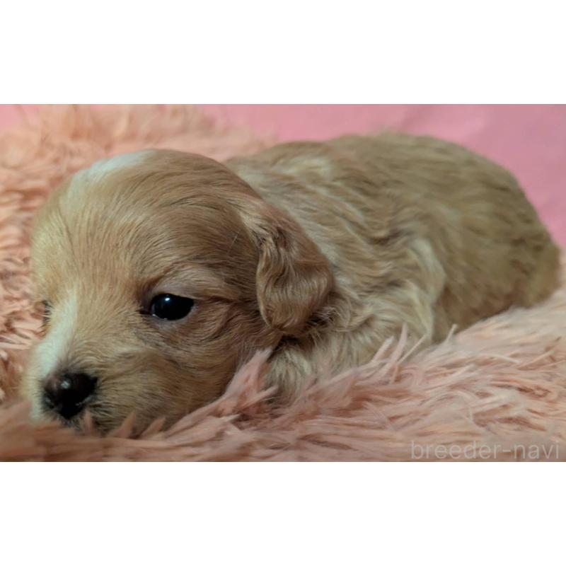 販売中の埼玉県のマルプー:マルチーズ×トイプードル-434721の5枚目