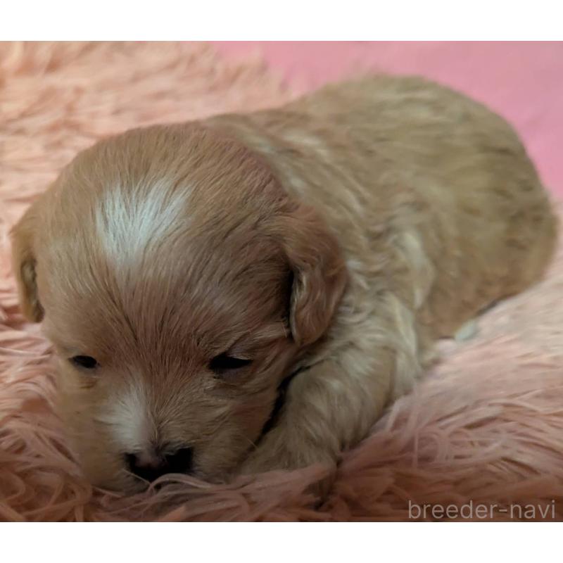 販売中の埼玉県のマルプー:マルチーズ×トイプードル-434721の4枚目