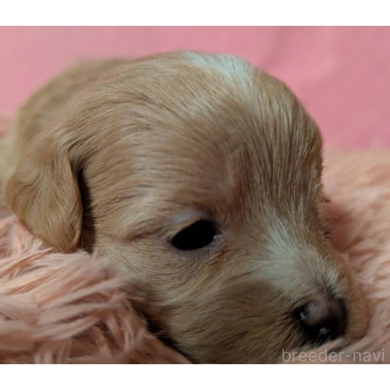 販売中の埼玉県のマルプー:マルチーズ×トイプードル-434721の3枚目