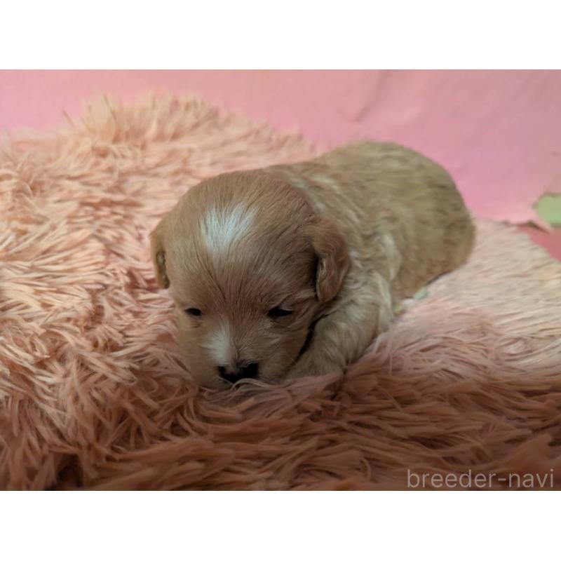 販売中の埼玉県のマルプー:マルチーズ×トイプードル-434721の2枚目