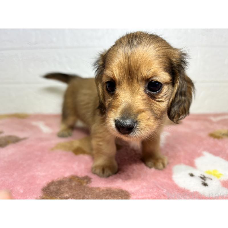 販売中の埼玉県のミニチュアダックスフンド(ロングヘアード)-434718の3枚目