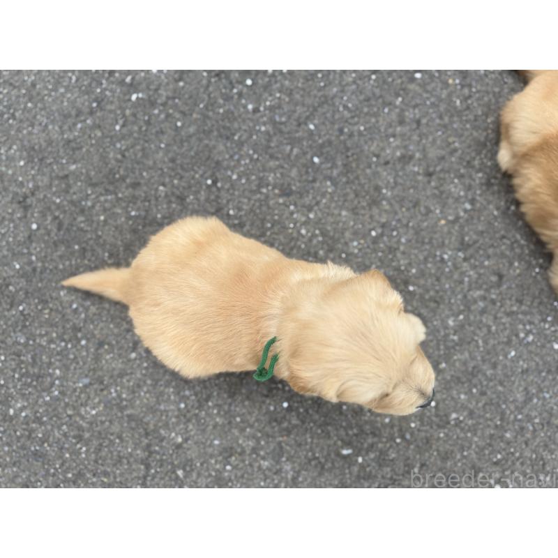 販売中の福岡県のゴールデンレトリーバー-434717の5枚目