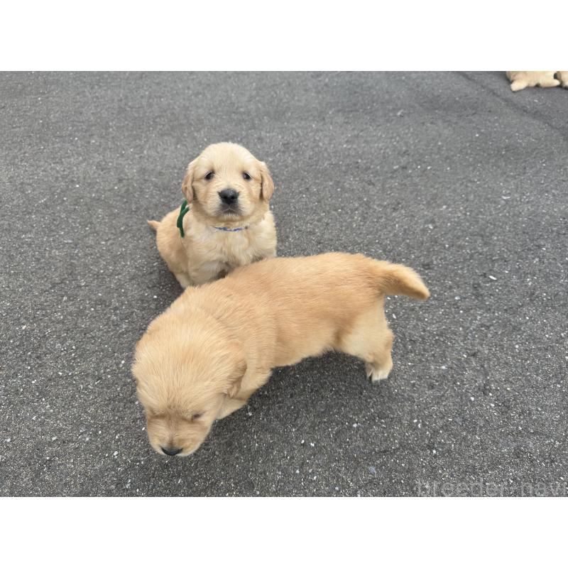 販売中の福岡県のゴールデンレトリーバー-434717の4枚目