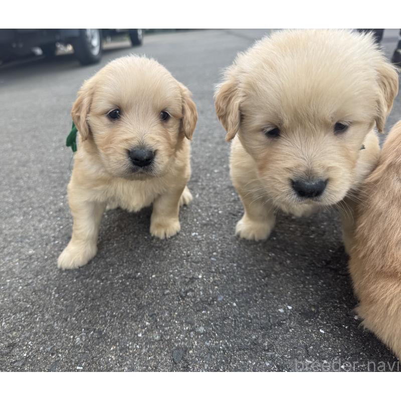 販売中の福岡県のゴールデンレトリーバー-434717の3枚目