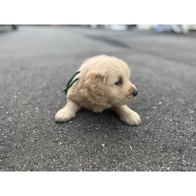 販売中の福岡県のゴールデンレトリーバー-434717の2枚目