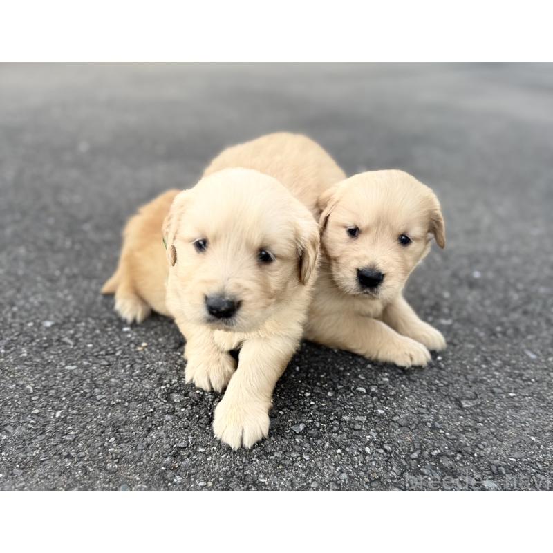 販売中の福岡県のゴールデンレトリーバー-434722の6枚目