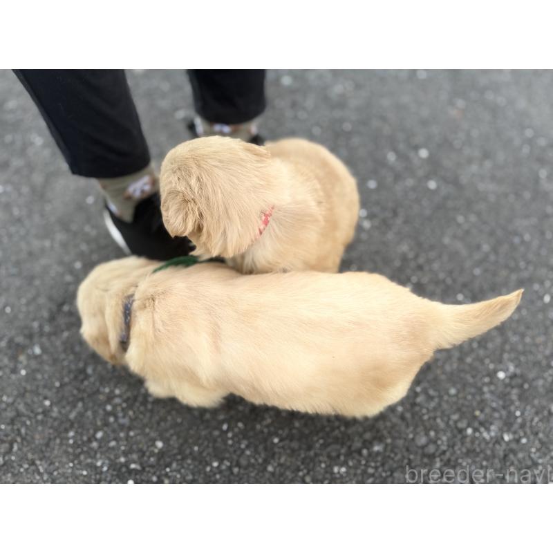 販売中の福岡県のゴールデンレトリーバー-434722の5枚目