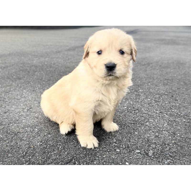 販売中の福岡県のゴールデンレトリーバー-434722の4枚目