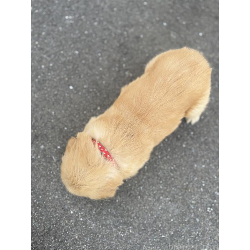 販売中の福岡県のゴールデンレトリーバー-434722の3枚目