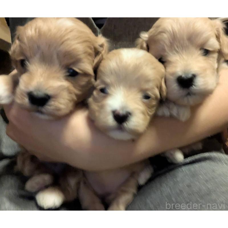 販売中の埼玉県のマルプー:マルチーズ×トイプードル-434726