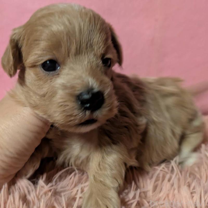 販売中の埼玉県のマルプー:マルチーズ×トイプードル-434726の7枚目