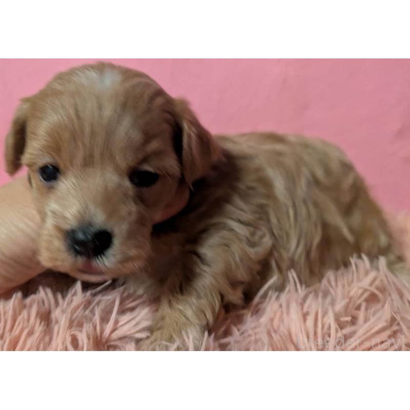 販売中の埼玉県のマルプー:マルチーズ×トイプードル-434726の6枚目