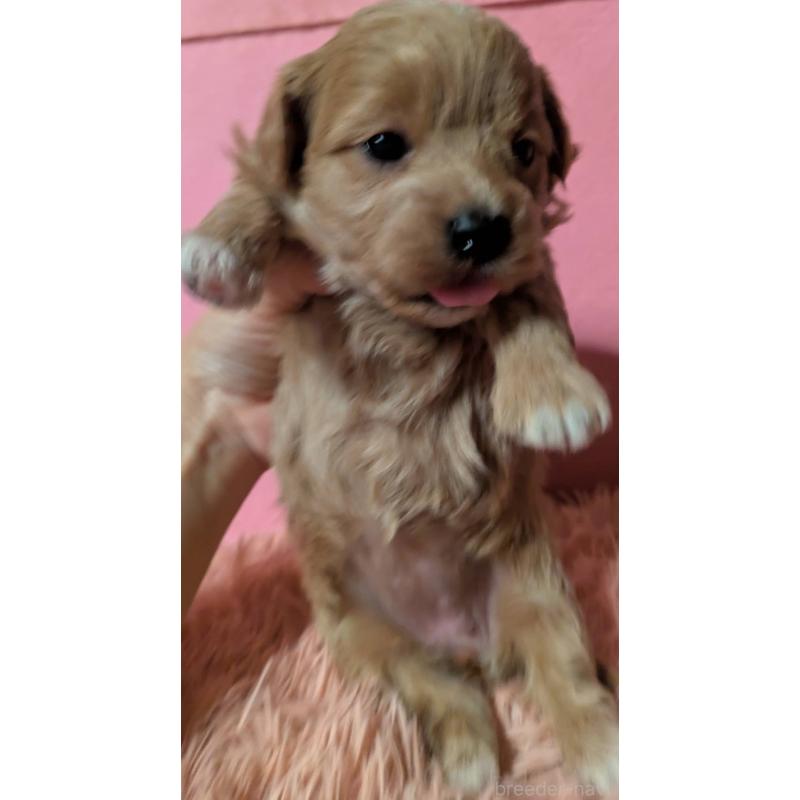 販売中の埼玉県のマルプー:マルチーズ×トイプードル-434726の5枚目