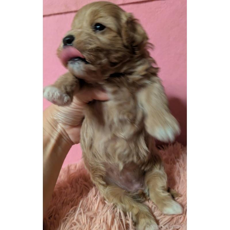 販売中の埼玉県のマルプー:マルチーズ×トイプードル-434726の4枚目